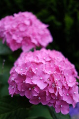 Obraz premium pink hydrangea