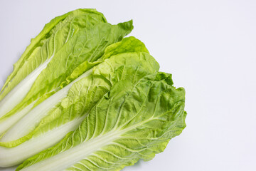 Cabbage in white background