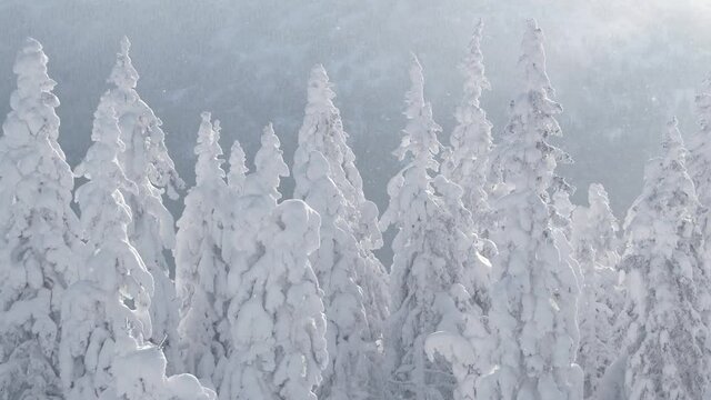 Row of trees is swept by blizzard. Snow is blown away by wind and glistens in sun. Snow forest sways and is completely covered with frost