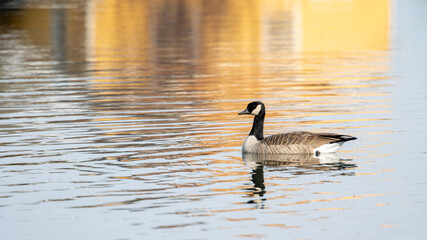 Goose in Bozeman Montana River