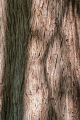 Texture of the old bald cypress tree bark.