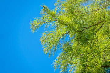 Leaves and cones of a cypress evergreen on blue sky background