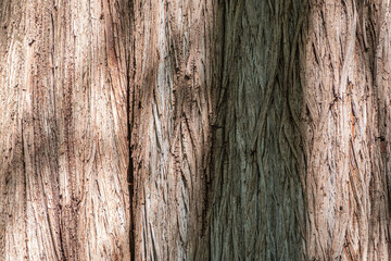 Texture of the old bald cypress tree bark.