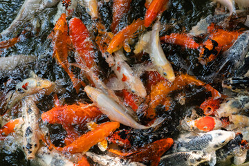 Koi fish or carp fish swimming  in pond