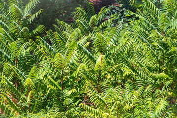 Green leaves of the Ailanthus altissima tree