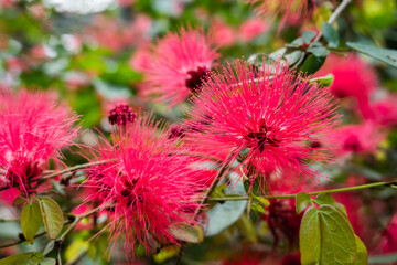 red powderpuff flowers