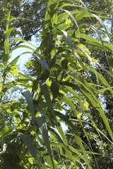 green leaves of a tree