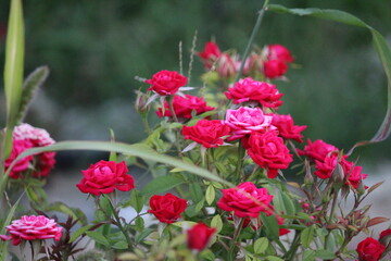 red flowers in the garden