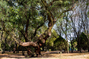 Fototapeta premium Parque de Chapultepec, ciudad de México