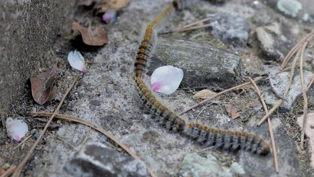 A swarm, or procession of Caterpillar Pine Processionary, Thaumetopoea pityocampa, in 4K. Those groups are a danger for dogs that can get poisoned.