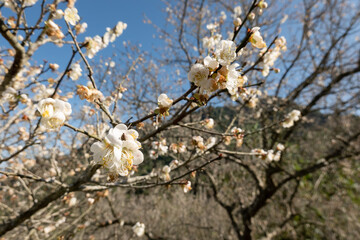 landscape of white plum blossom