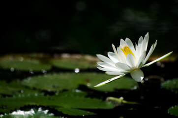Blossom of waterlily in tropical pond