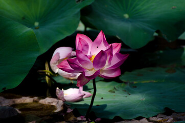 Blossom of waterlily in tropical pond