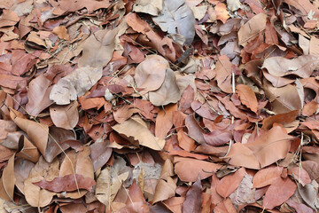 Dried leaves pile backgrounds and textures closeup.