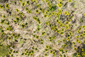 drone view of betel nut tree