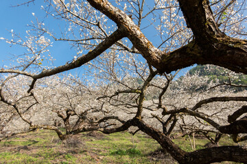 white plum blossom under blue sky