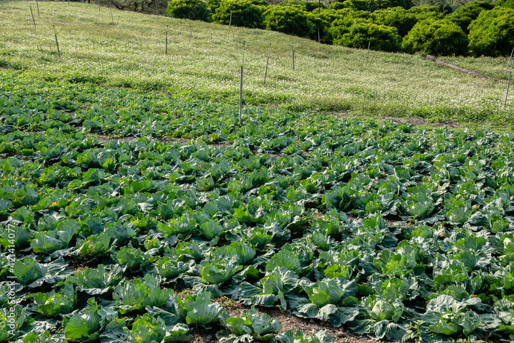 Sticker landscape of green cabbage farm