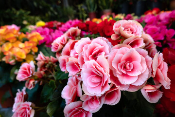 beautiful camellia flowers