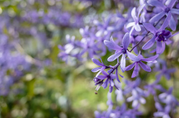 Fototapeta premium purple sandpaper vine flowers