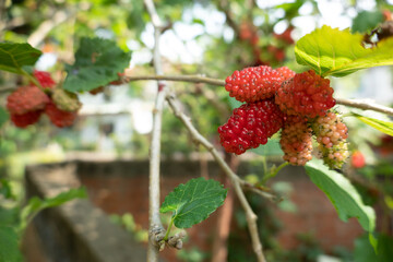 mulberry on the tree