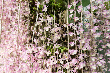 pink dendrobium flowers blooming