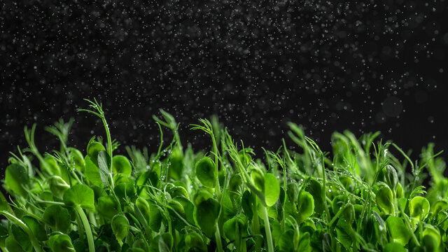 Fresh microgreens of Peas with abstract splashes of Rain Freeze motion of white particles on black background. Long banner format