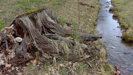 Baumstumpf mit Bachlauf