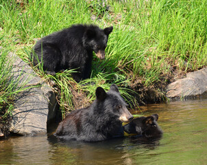 black bear family swimming in the south platte river on a sunny summer day in waterton canyon, ...