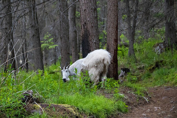Mountain goat on hiking trail in forest