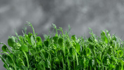 Peas micro greens sprouts close up. Pea green young tendril plants shoots microgreens. Food background. Long banner format