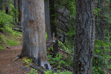 Deer peeking out from behind a tree