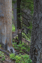 Deer peeking out from behind a tree