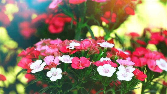 dianthus barbatus red white flower blooming and blur green leaves background
