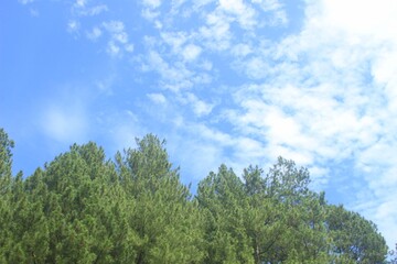 Fototapeta na wymiar clear blue sky and pine forest leaves, a beautiful natural scenery.