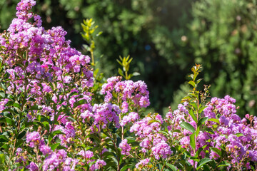 Pink flowers of Lagerstroemia or crape myrtle in sunset light.