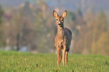 portrait of a deer standing in the grass. Spring in the nature. Capreolus capreolus