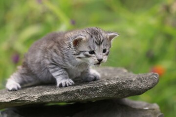 Naklejka na ściany i meble cute maine coon kitten lying on a stone.