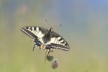 Old World swallowtail (Papilio machaon) resting on a grass blade, a butterfly of the family Papilionidae. The butterfly is also known as the common yellow swallowtail