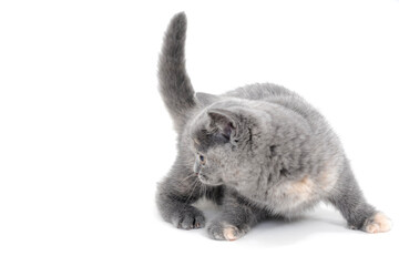 Fluffy purebred kitten playing on a white background