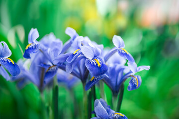 Beautiful blue irises on a blurred green natural background. spring mood
