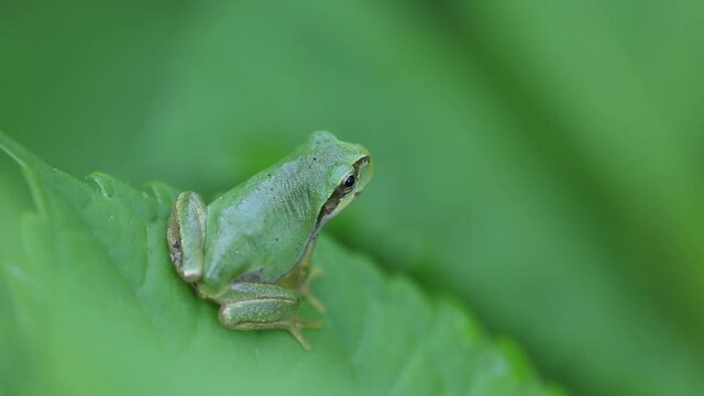 Close up of a green tree frog on the swaying leaves.