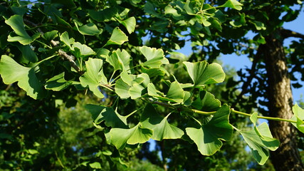 Ginkgo biloba branch with green fan-shaped  leaves close up. Commonly known as the maidenhair tree, ginkgo or gingko. Native to China. It has uses in traditional medicine. 