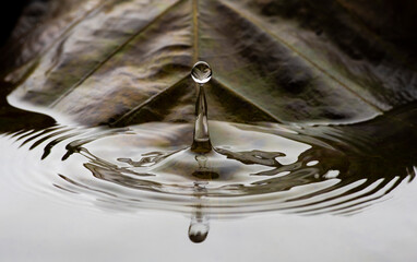 Rain drops falling into jungle pond Thailand with backdrop of native tree leaves.