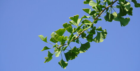 Ginkgo biloba branch with green fan-shaped  leaves on blue sky background close up. Commonly known as the maidenhair tree, ginkgo or gingko. Native to China. It has uses in traditional medicine. 