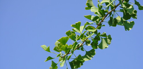 Ginkgo biloba branch with green fan-shaped  leaves on blue sky background close up. Commonly known...