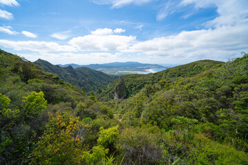 Landscape view over forest and native bush from side of Mount Hobson