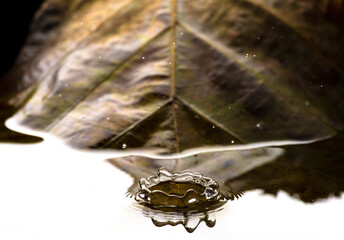 Rain drops falling into jungle pond Thailand with backdrop of native tree leaves.