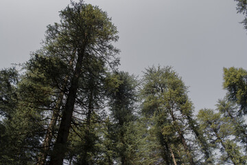 long deodar (himalayan cedar) trees and white background