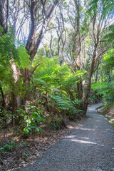 Path through predominately tea trea and fern New Zealand bush.