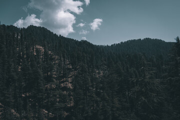 landscape picture of dark himalayan cedar trees forest